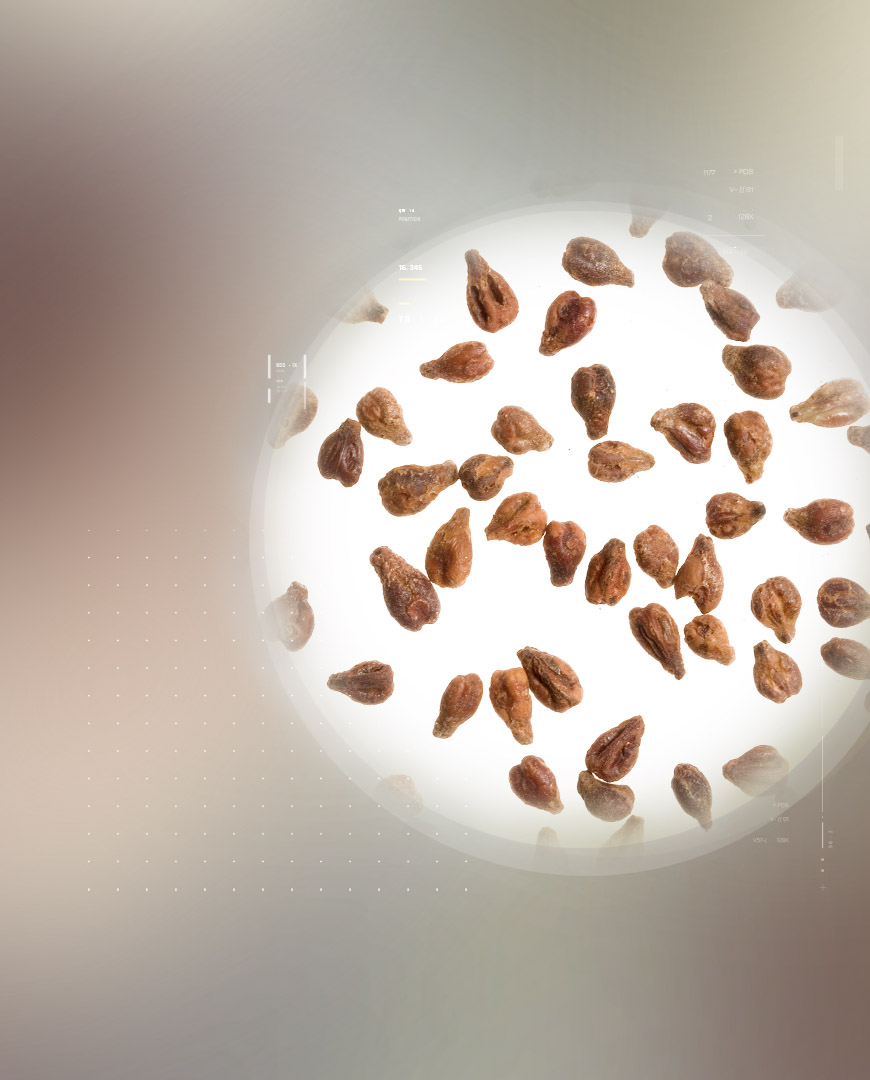 Leucoselect® Indena Phytosome™