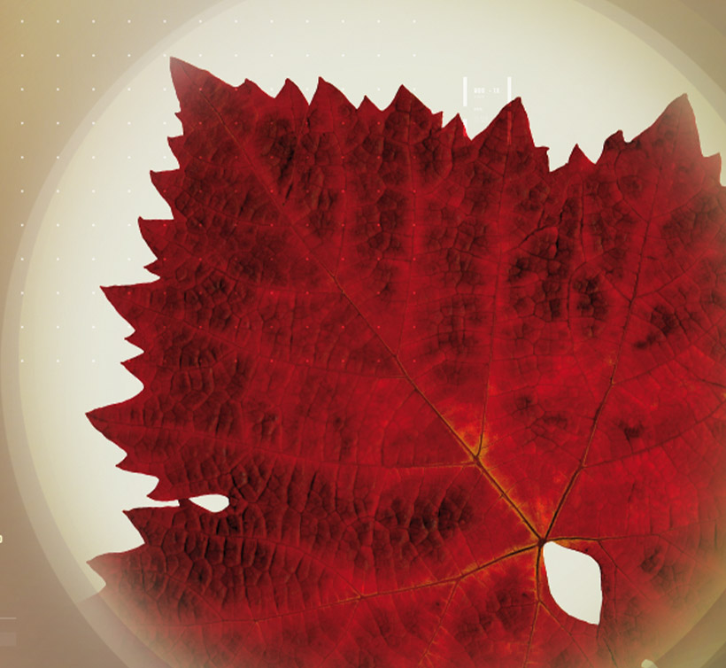 Indena Red Vine Leaf indena-red-vine-leaf