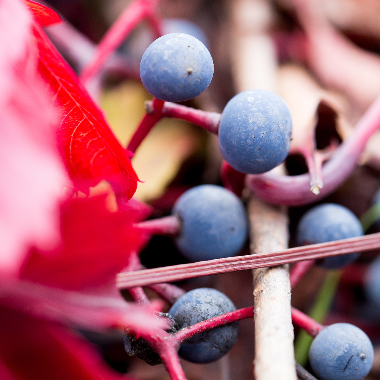 indena-red-vine-leaf