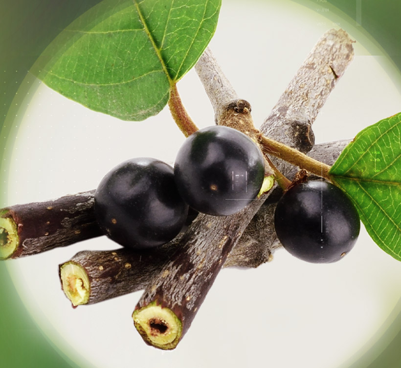 Alder Buckthorn – 欧鼠李