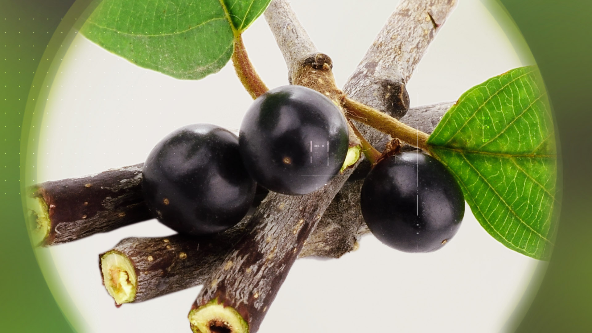 Alder Buckthorn – 欧鼠李
