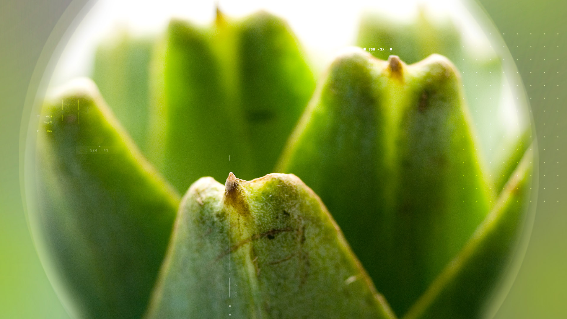 Artichoke