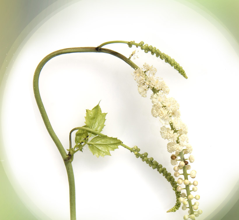 Black Cohosh