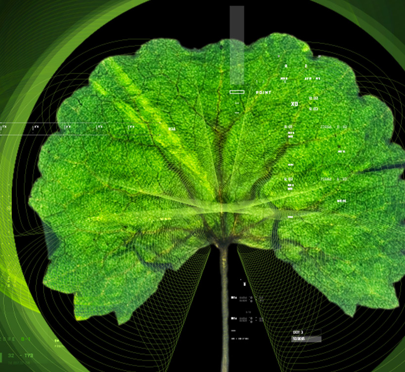 Centella asiatica – 积雪草三萜