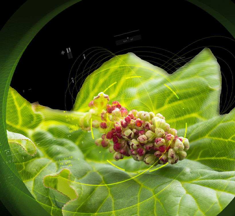 Chinese Rhubarb – 大黄