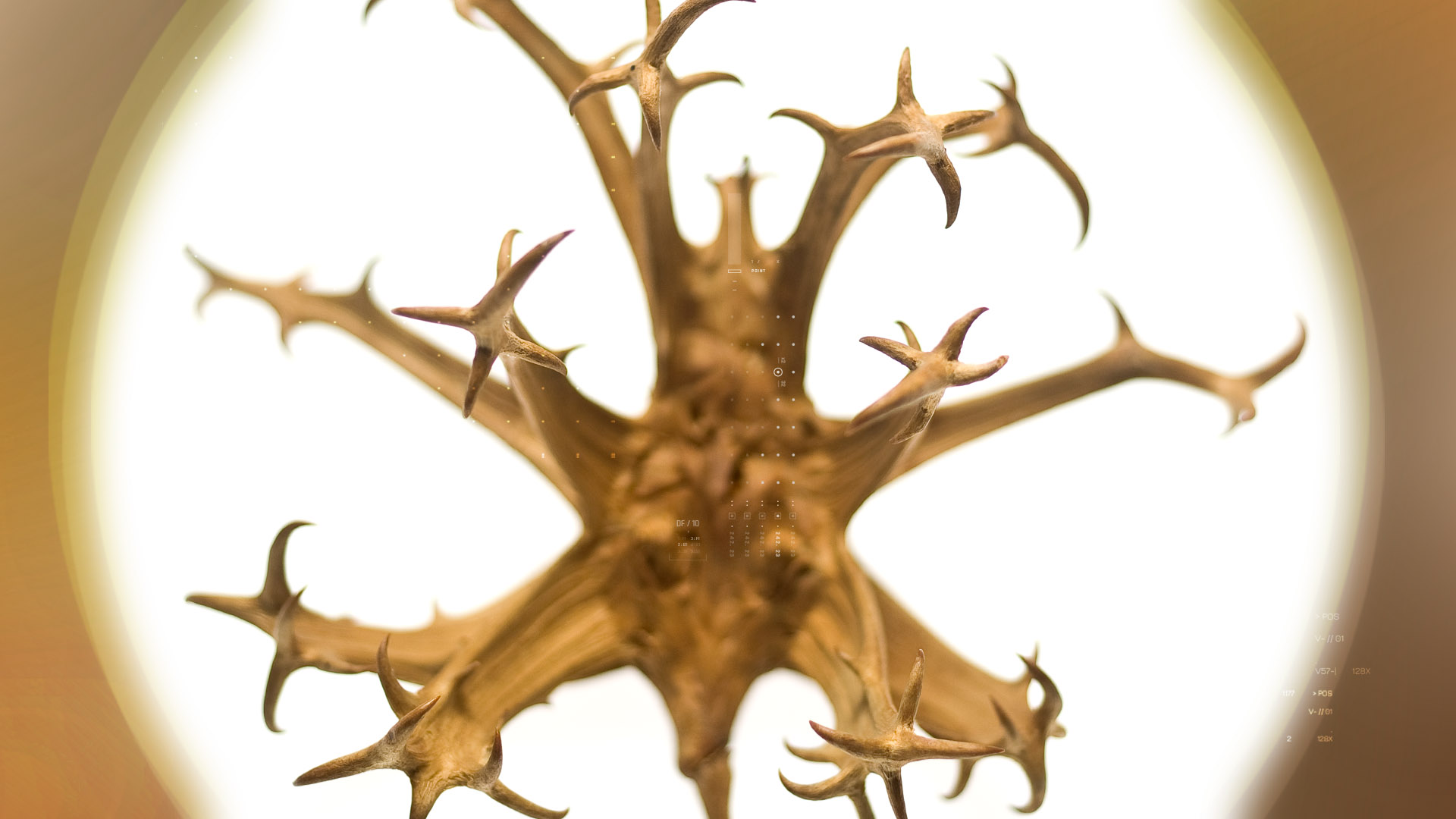 Devil’s Claw – 钩果草