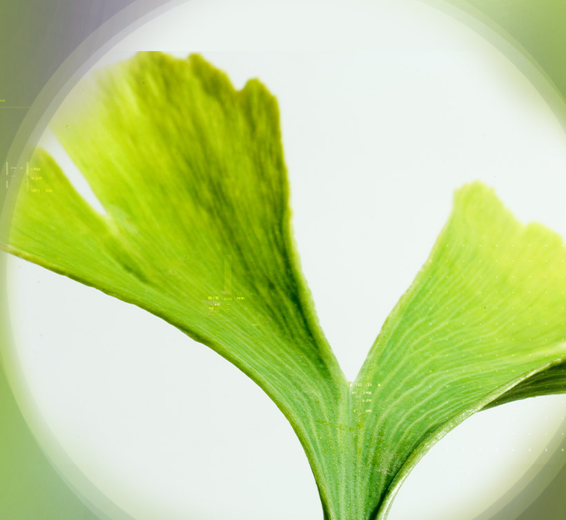 Ginkgo biloba HF – 银杏叶