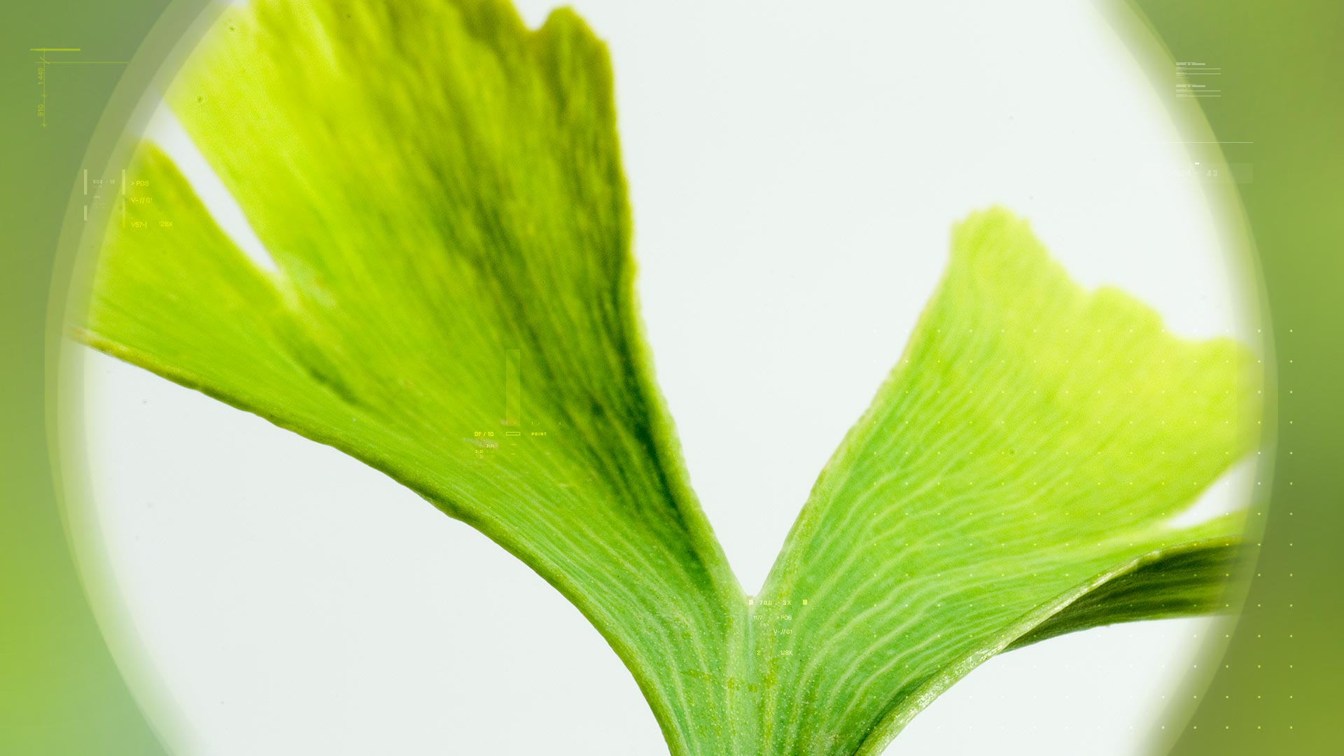 Ginkgo biloba HF – 银杏叶