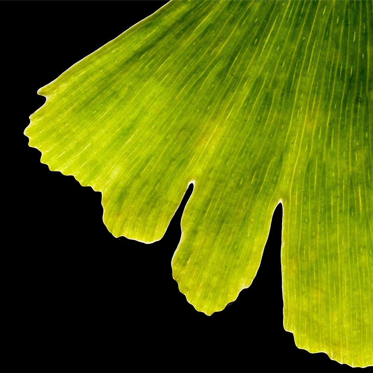Ginkgoselect<sup>®</sup> 的健康作用