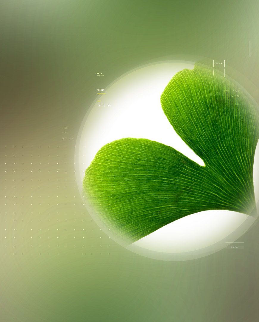 Ginkgoselect<sup>®</sup> – 银杏叶