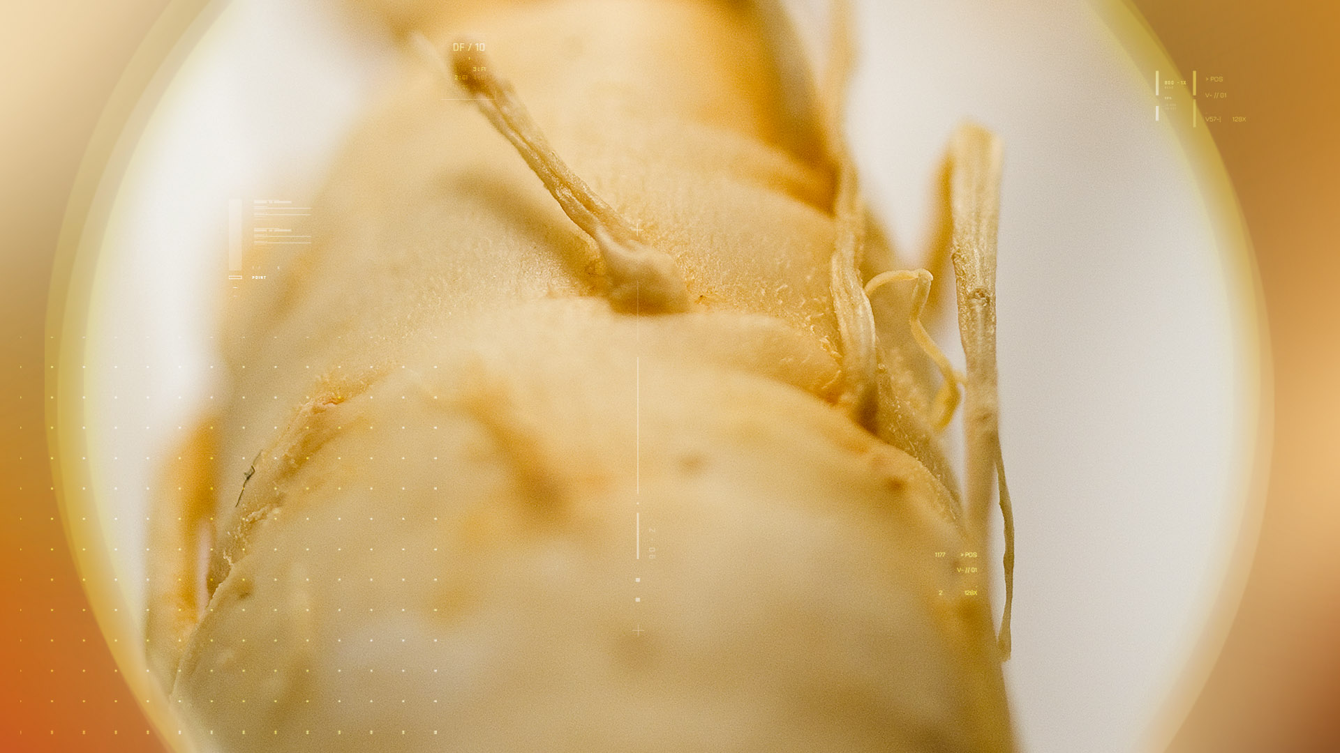 Ginseng – 人参 10%
