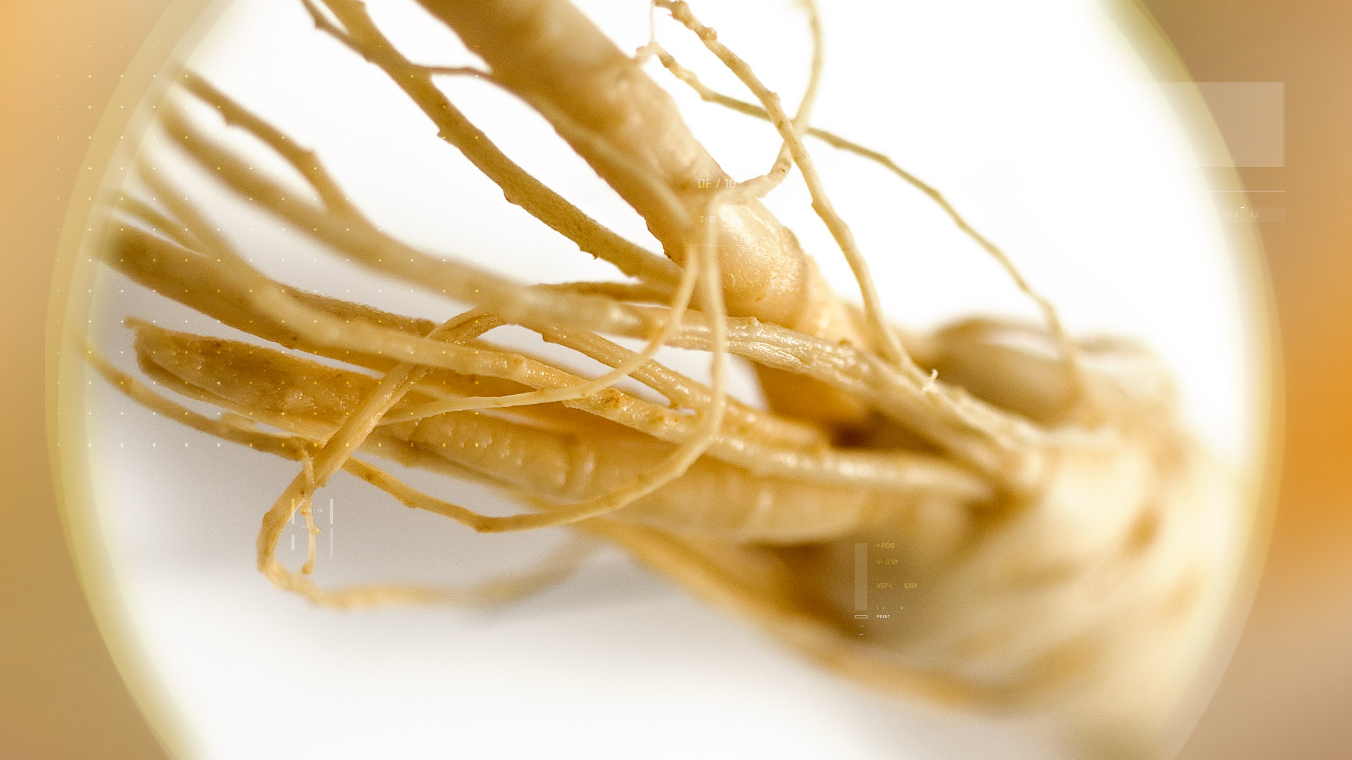 Ginseng  – 人参 18-22%