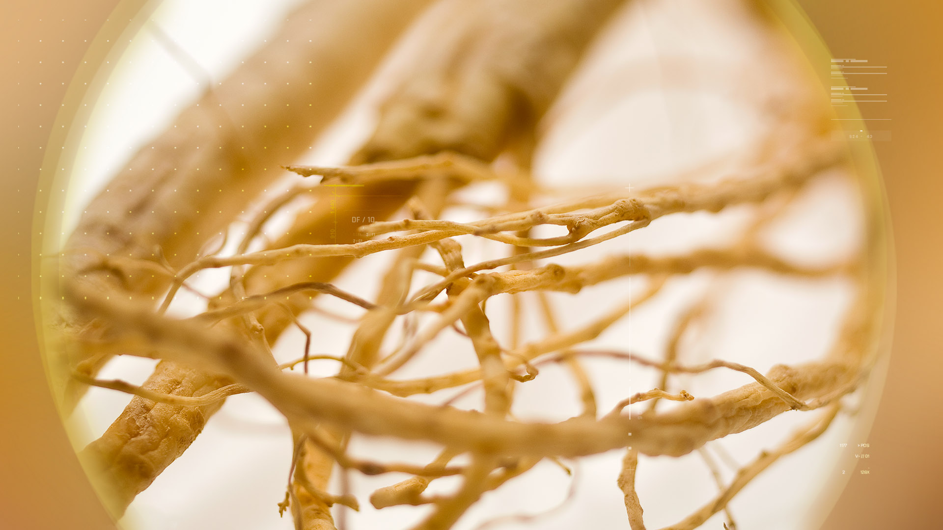 Ginseng – 人参1%