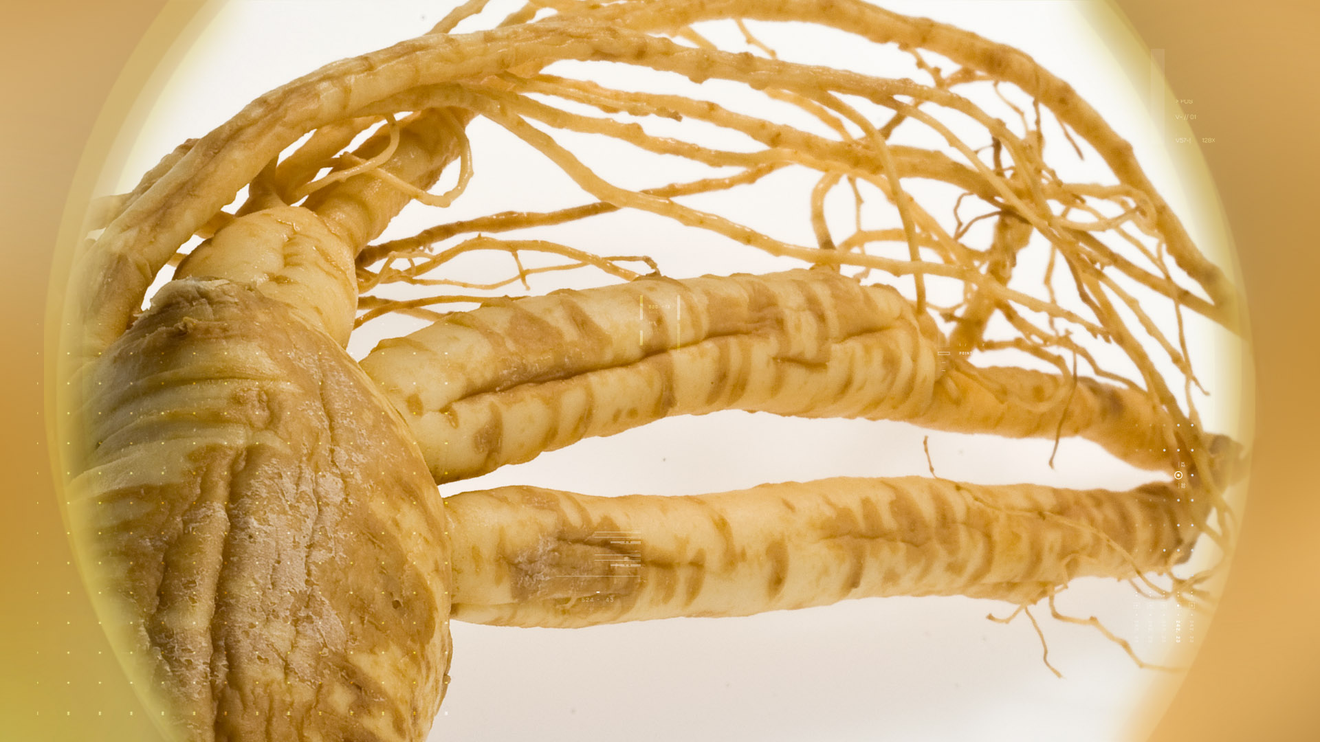 Ginseng – 人参 27-30%
