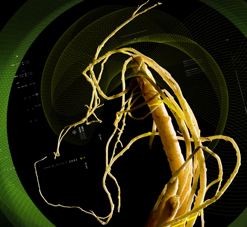 Ginseng – 人参 10%