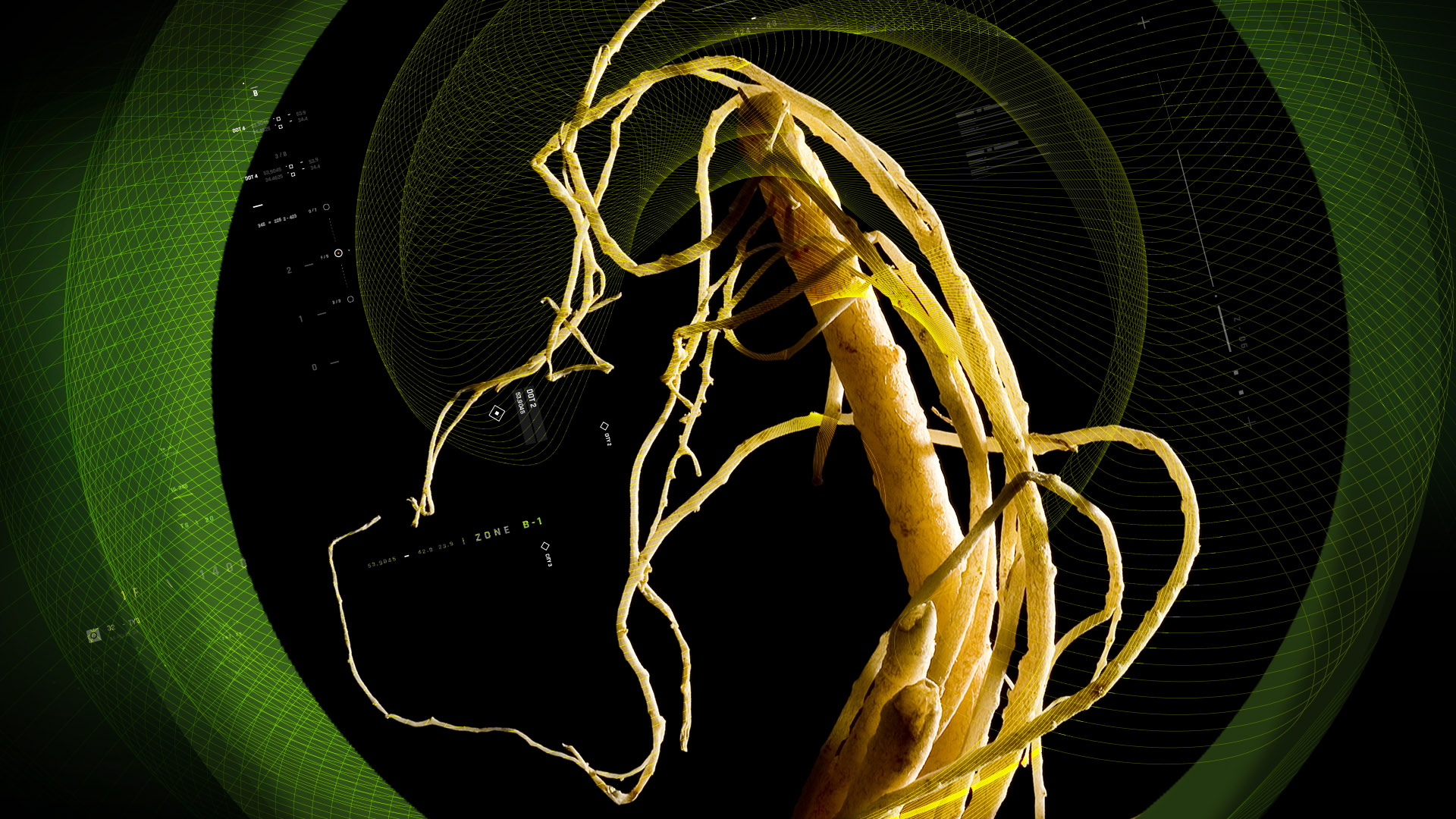 Ginseng – 人参 10%