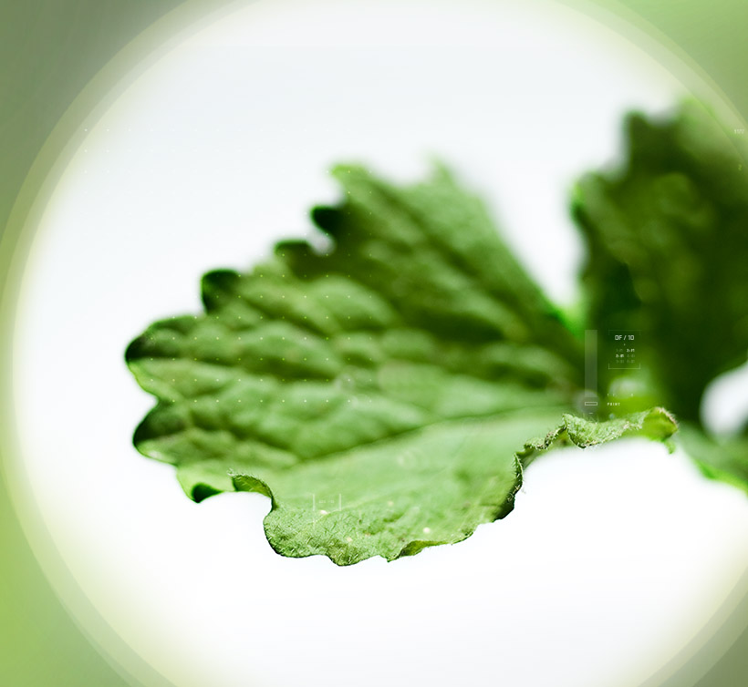 Hedge Mustard – 钻果大蒜芥