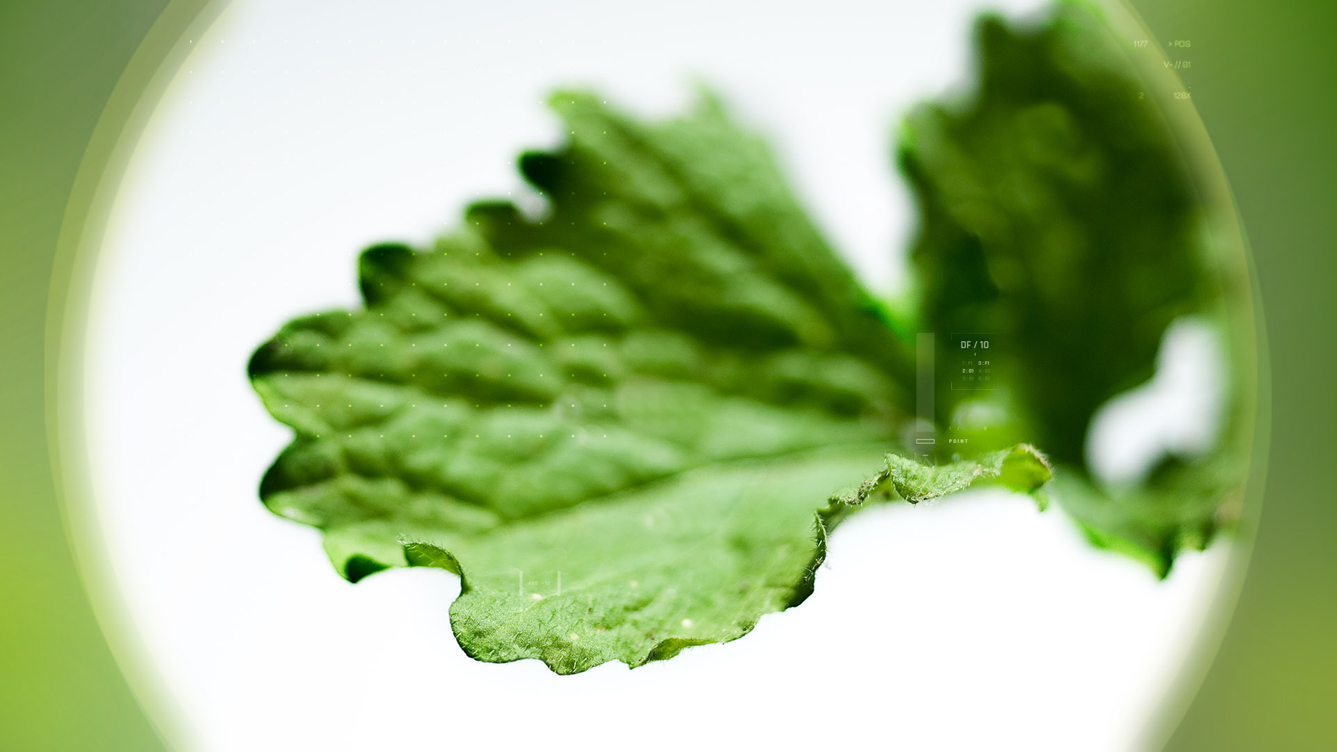 Hedge Mustard