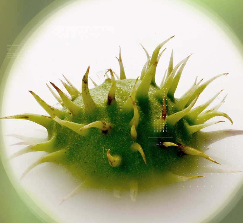 Horse Chestnut – 马栗