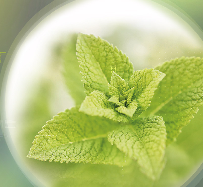 Lemon Balm – 香蜂草