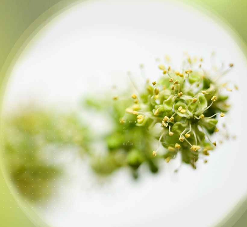 Linden Tree – 椴树