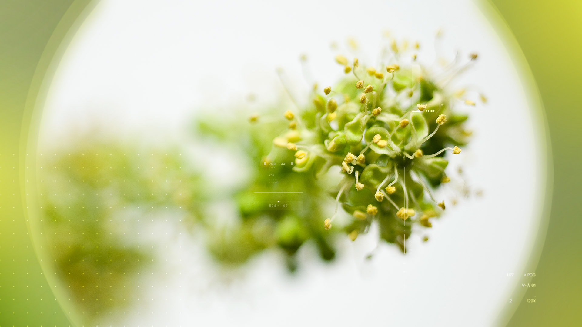 Linden Tree – 椴树