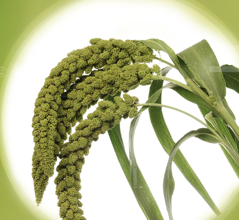 Millet – 稷(小米)