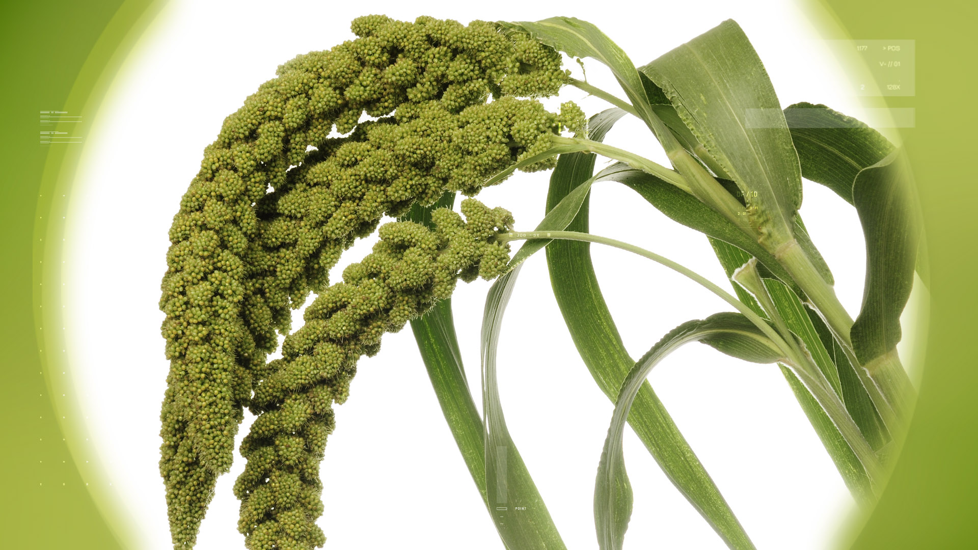 Millet – 稷（小米）