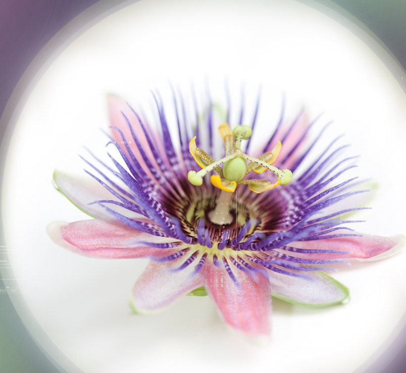 Passion Flower – 西番莲 2%