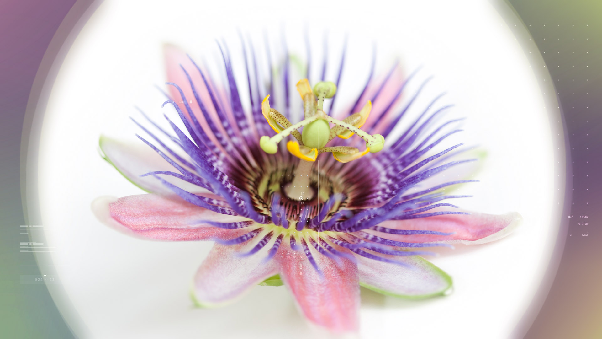 Passion Flower 2%