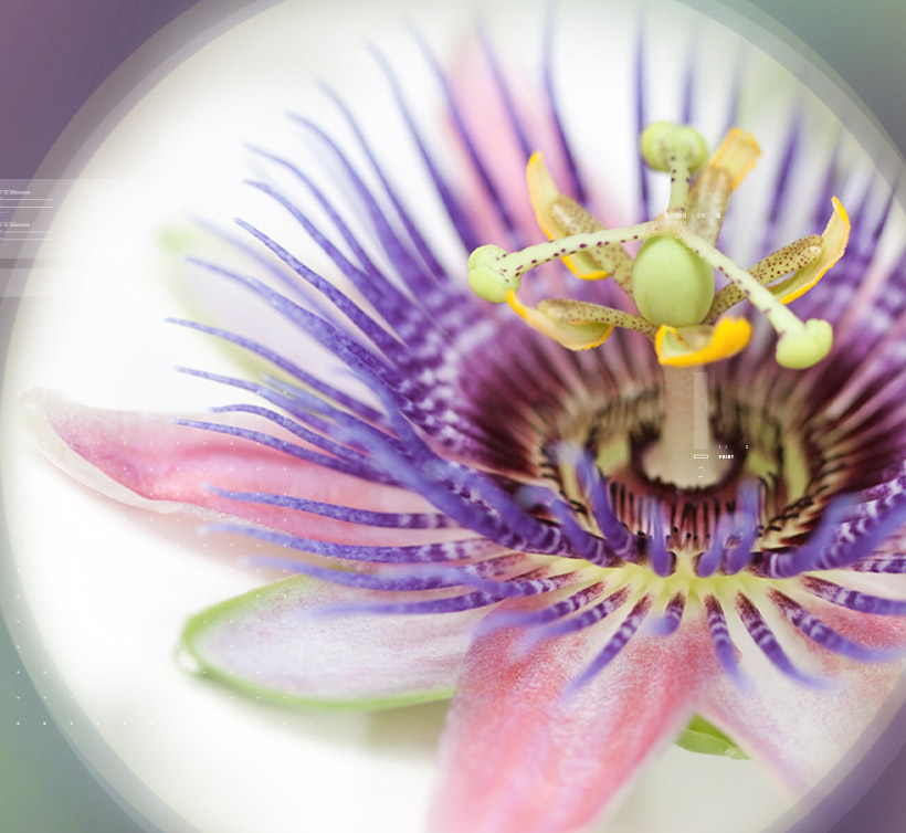 Passion Flower – 西番莲 4%
