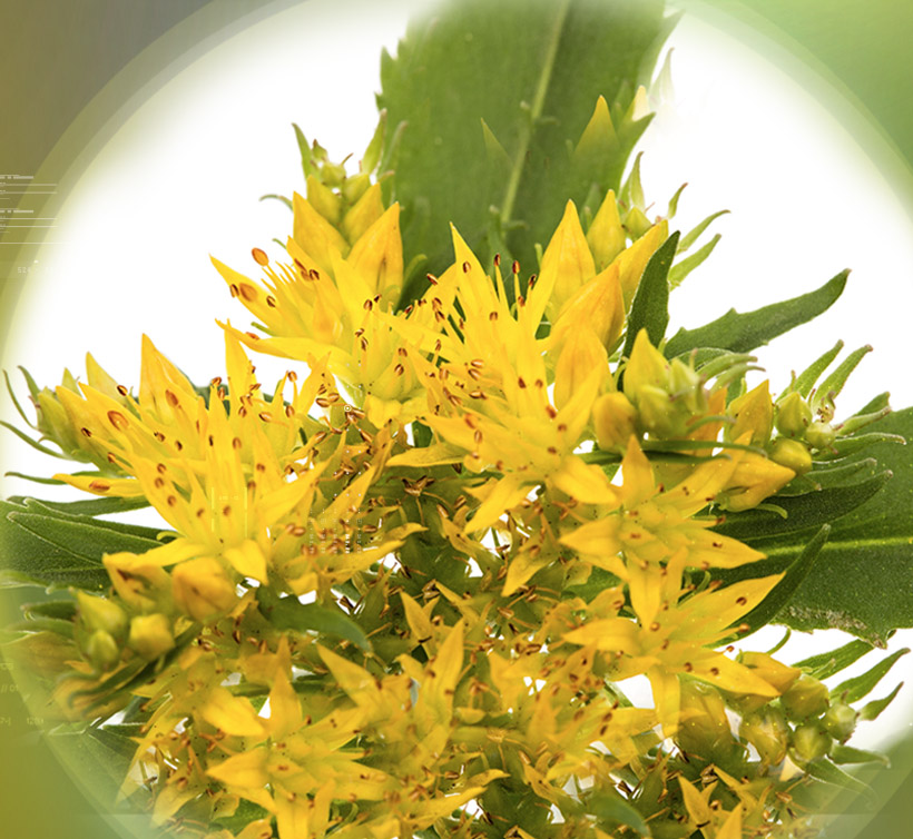 Rhodiola – 红景天 3%