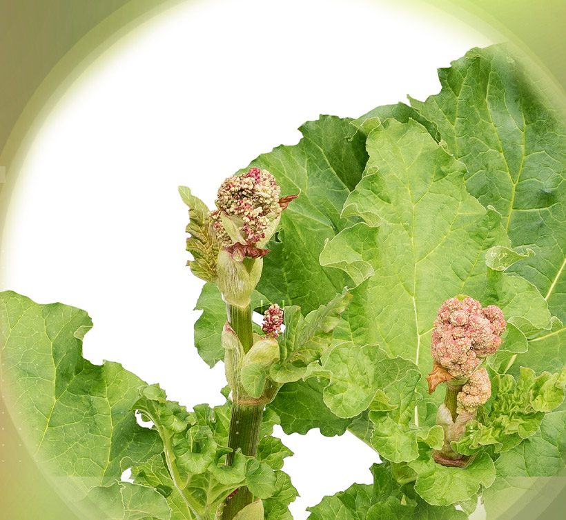 Rhubarb – 大黄 10%