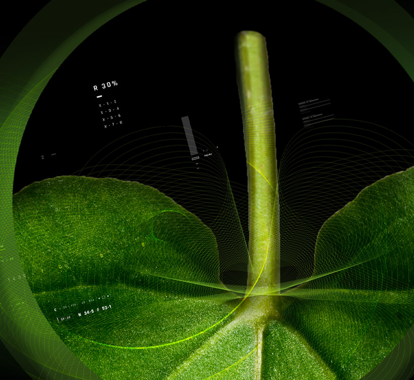 Rhubarb – 大黄 10%
