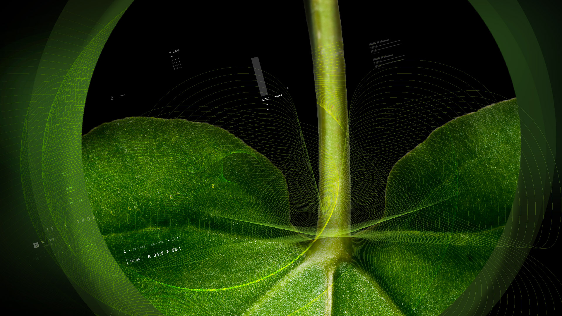 Rhubarb – 大黄 10%