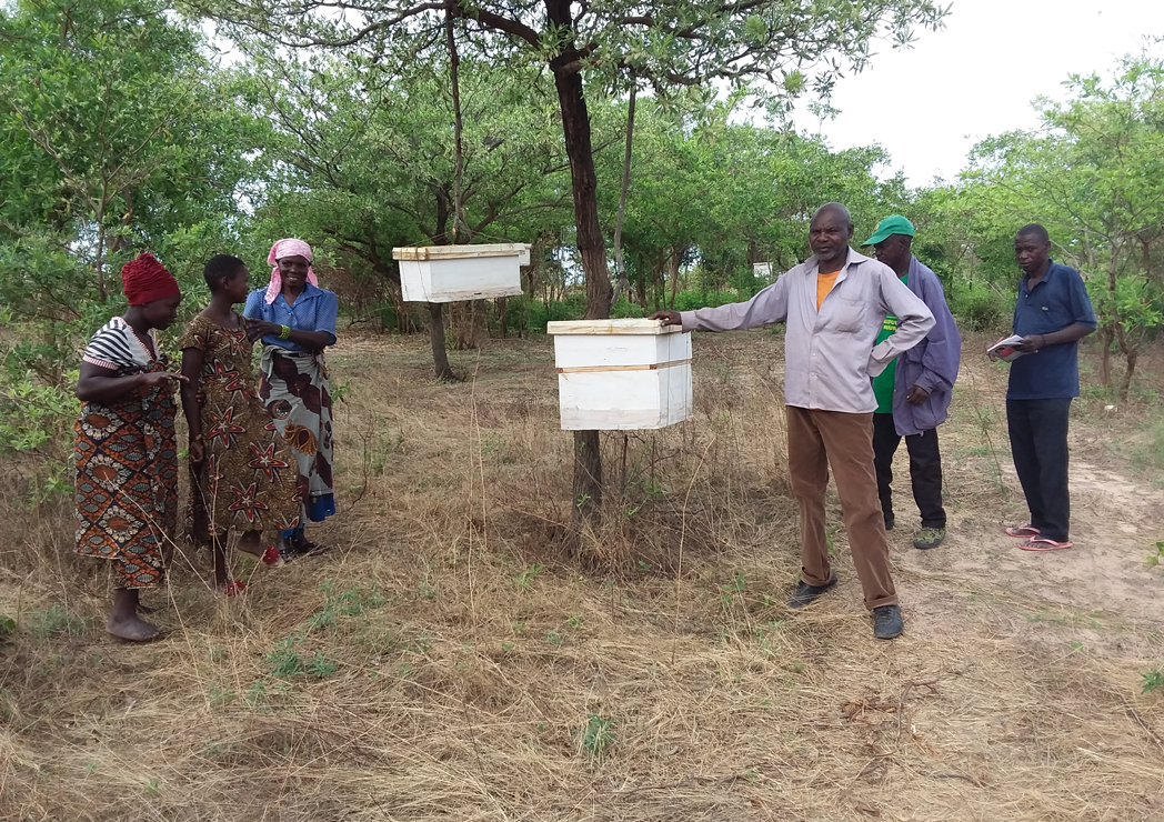 Beekeeping-Activities-2
