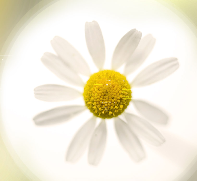 Chamomile – 洋甘菊