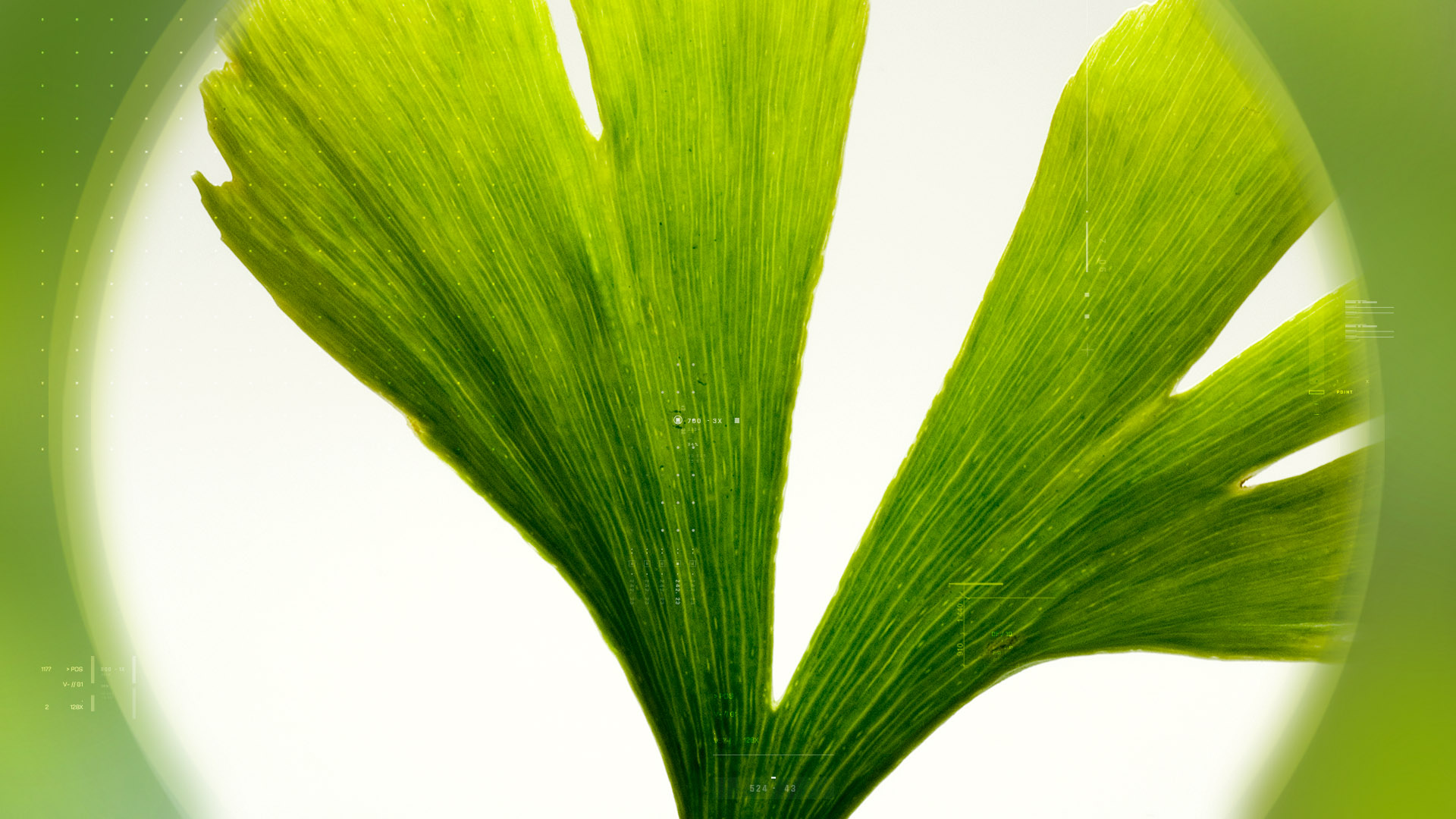 Ginkgoselect® Plus Indena Phytosome™