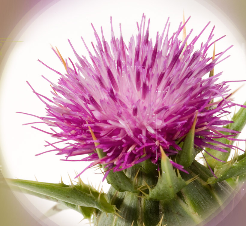 Silymarin – Indena Phytosome<sup><sup>®</sup></sup>