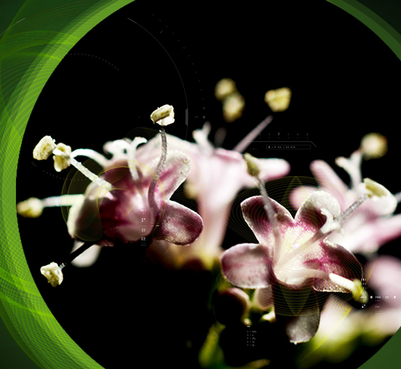 Valerian Extract – 缬草