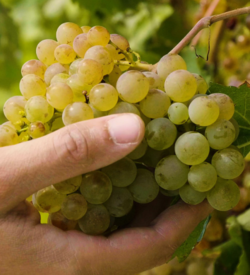 Private: Indena & Alvinesa come together for the new Enovita<sup><sup>®</sup></sup> Organic