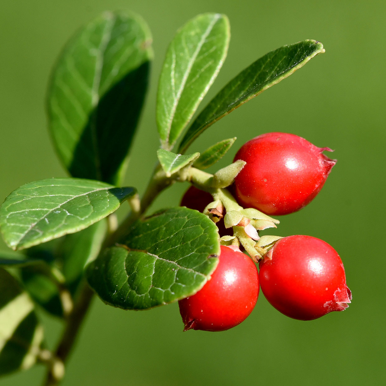 We’ve set the absolute advantage