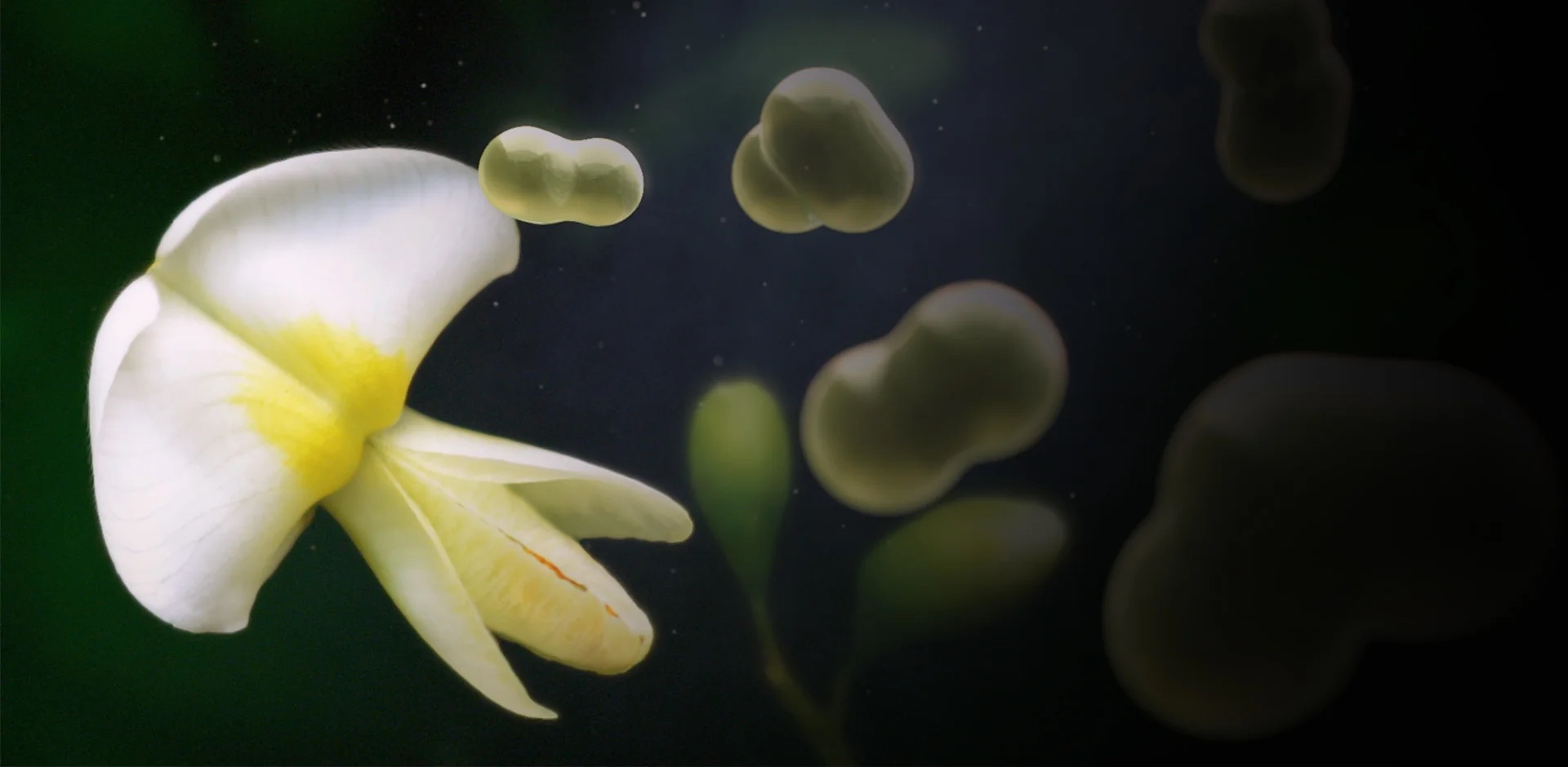 ENHANCING<br>THE POWER OF PHYTONUTRIENTS.