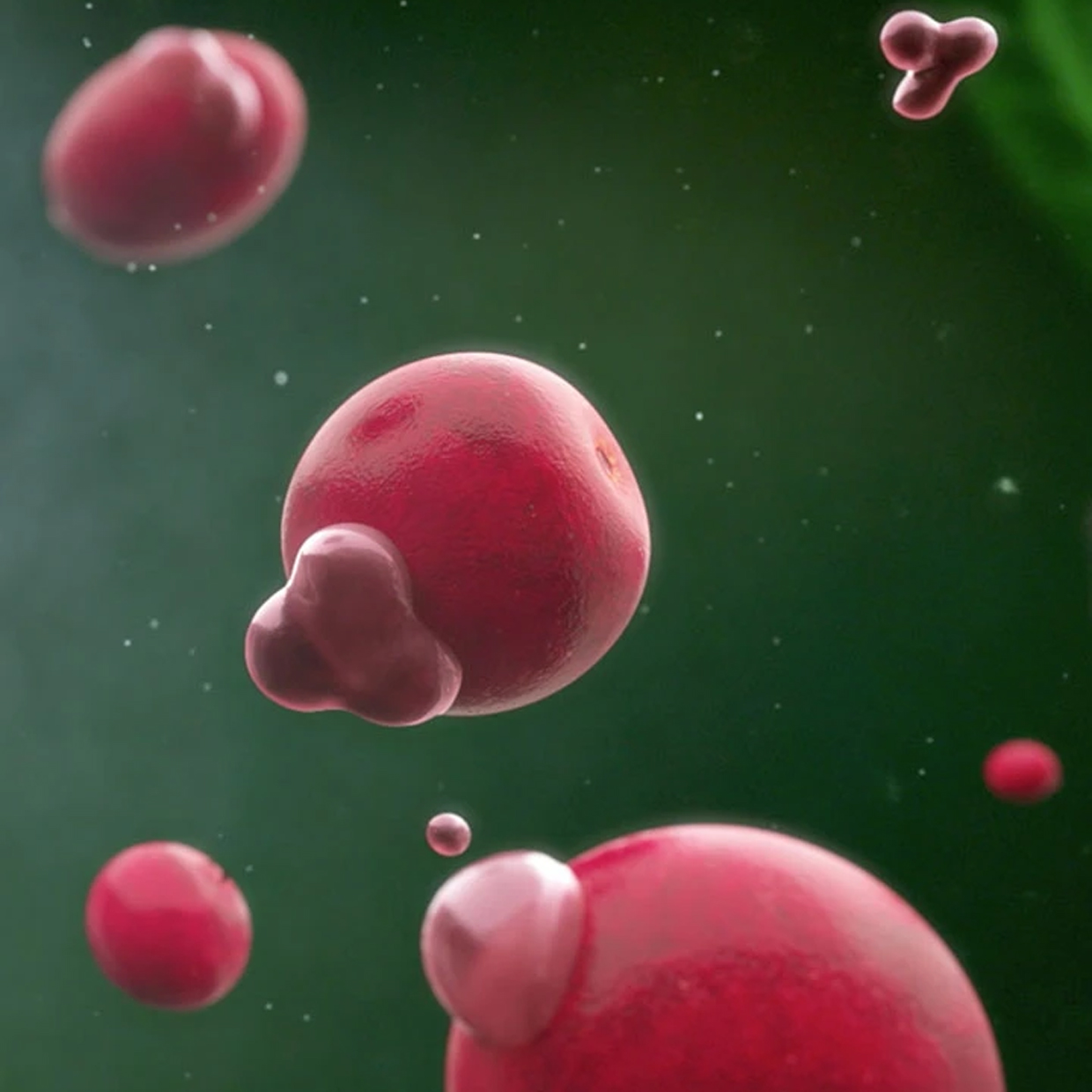 Find out how Anthocran<sup>®</sup> Indena Phytosome™ <br>is one step beyond