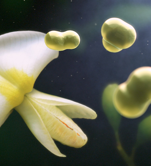 Phytosome™ ADV 2024