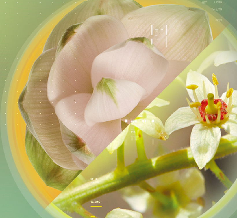 CUBO™ – 姜黄乳香提取物复配粉