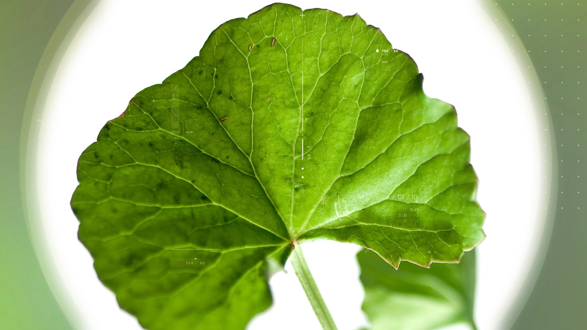 Centella asiatica