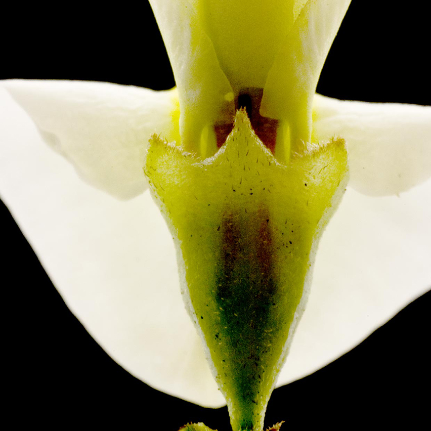 Quercefit<sup>®</sup> into action