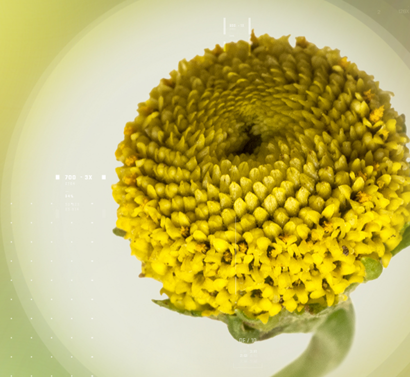 Acmelain™ – 桂圆菊