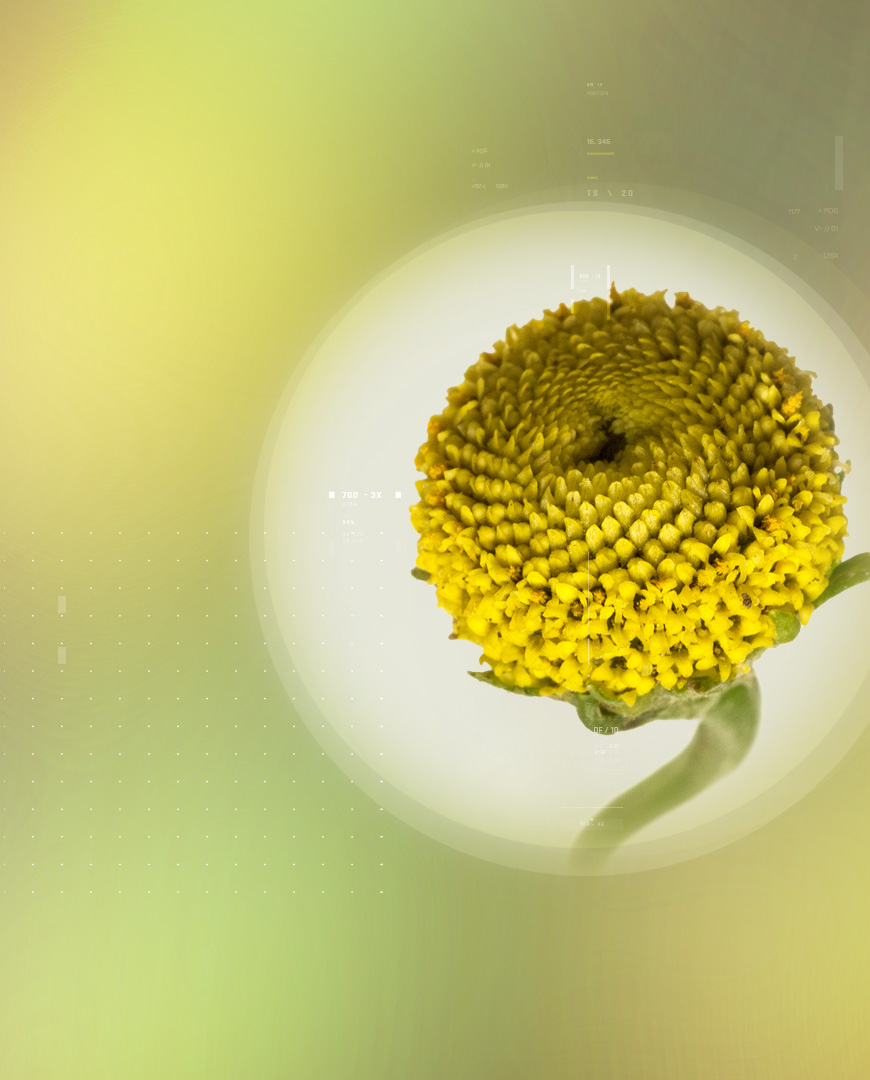 Acmelain™ – 桂圆菊